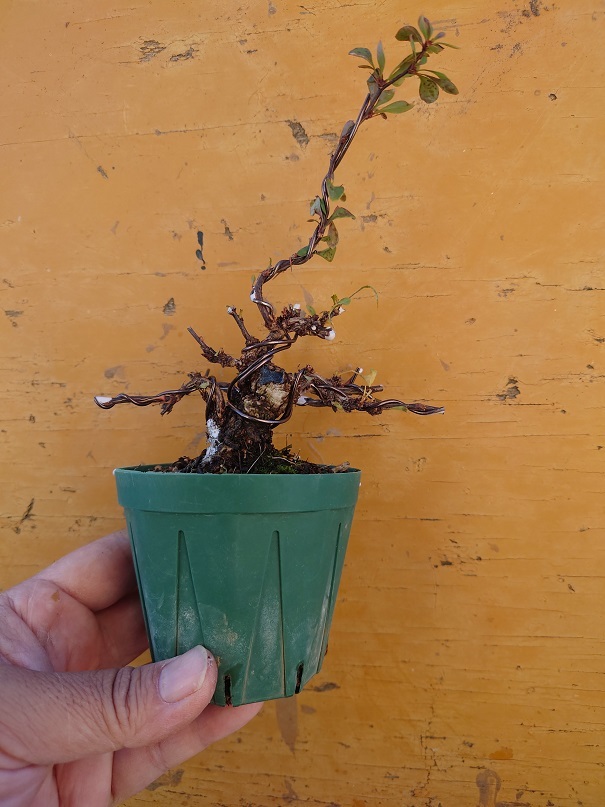 02メギ (4) - コピー