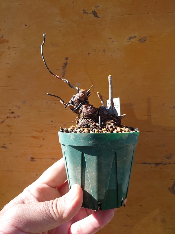 02カエデ (8) - コピー