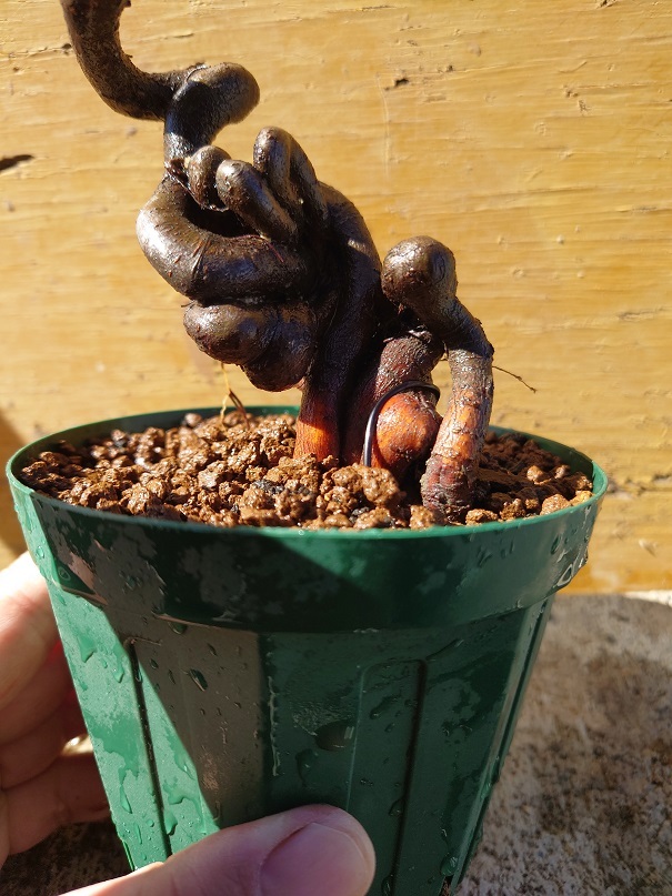 01ピラカン07 (7)