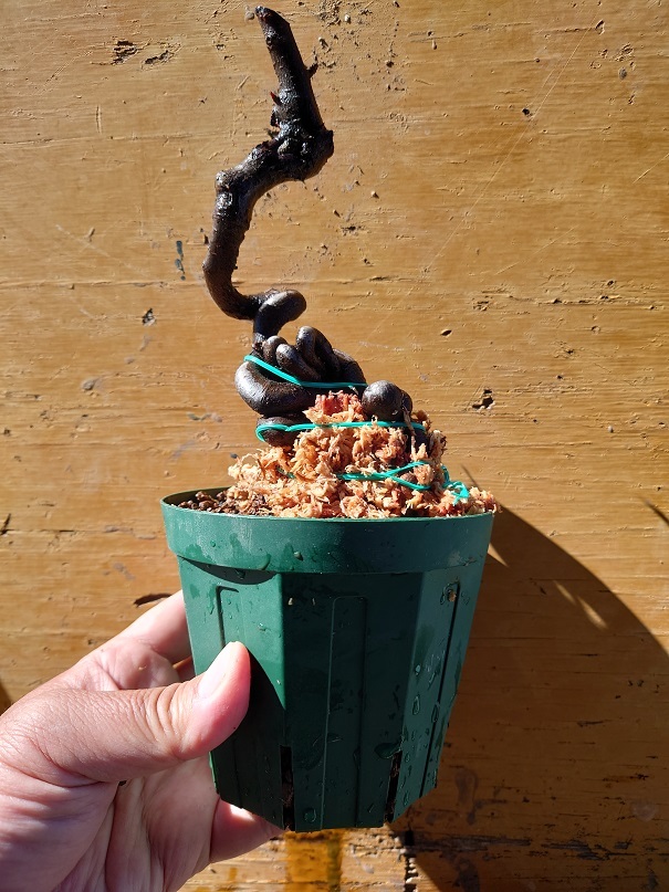 01ピラカン07 (9)