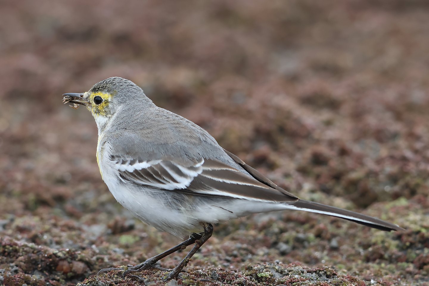 t_キガシラセキレイ20221217_01