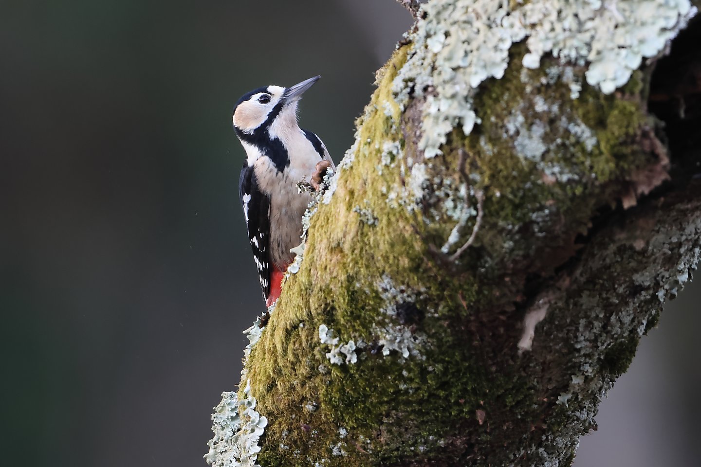 t_アカゲラ20230206_03