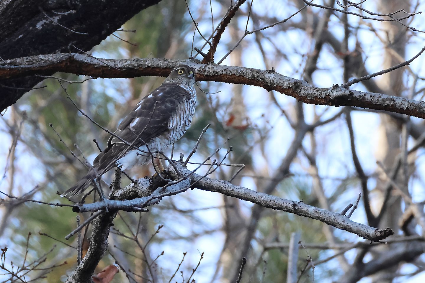 t_ハイタカ20250107_02_2