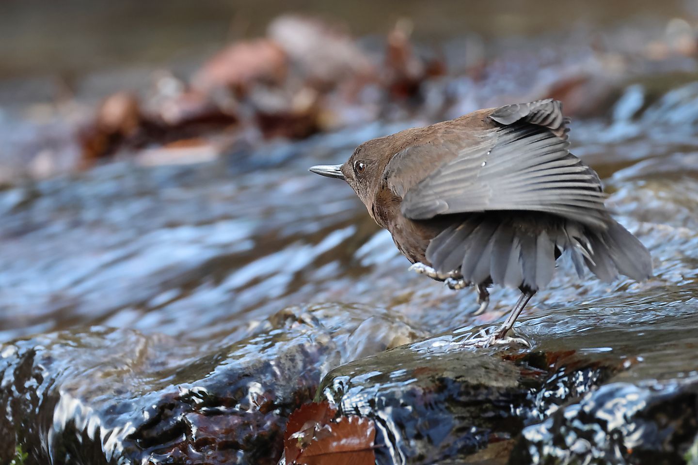 t_カワガラス20250116_02