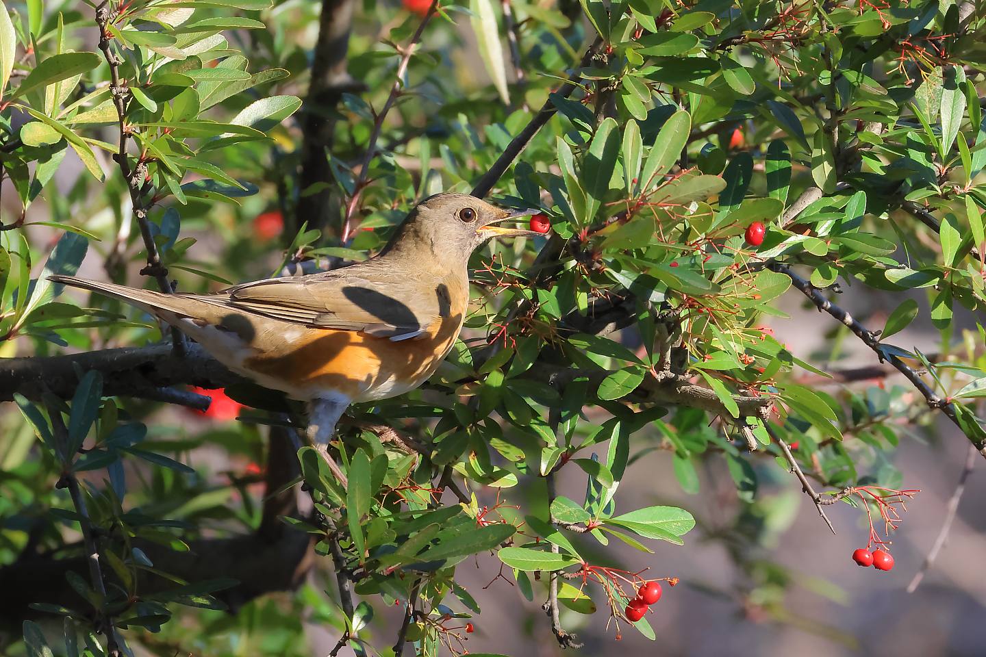 t_アカハラ20250121_01