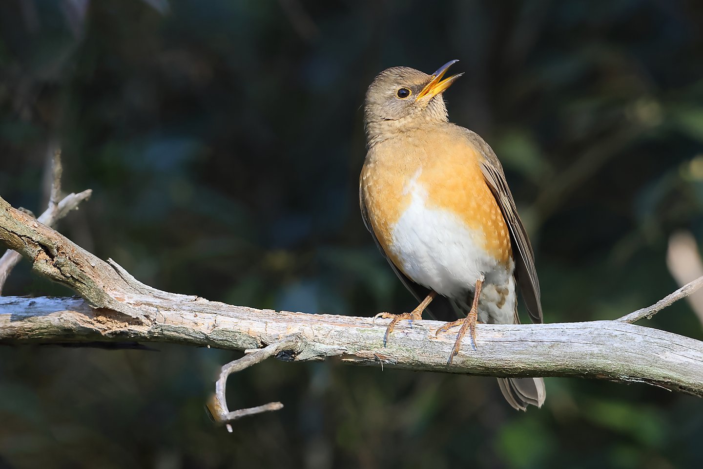 t_アカハラ20250122_02