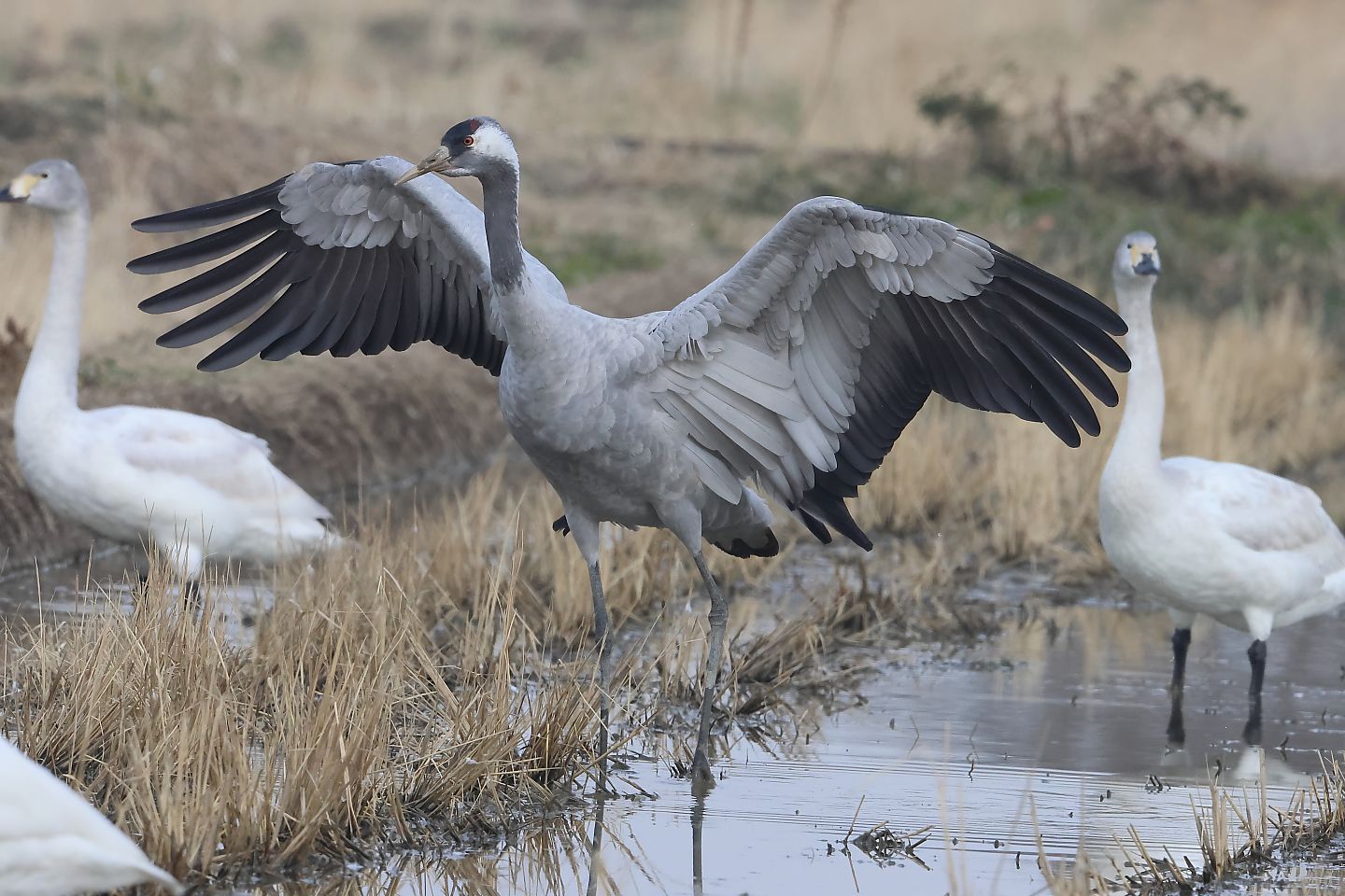 t_クロヅル20250124_05