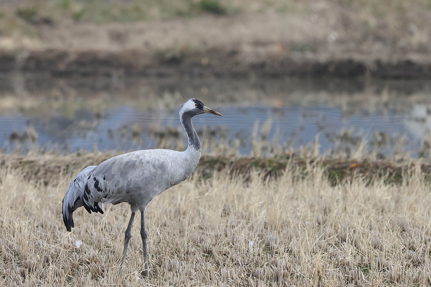 t_クロヅル20250124_07