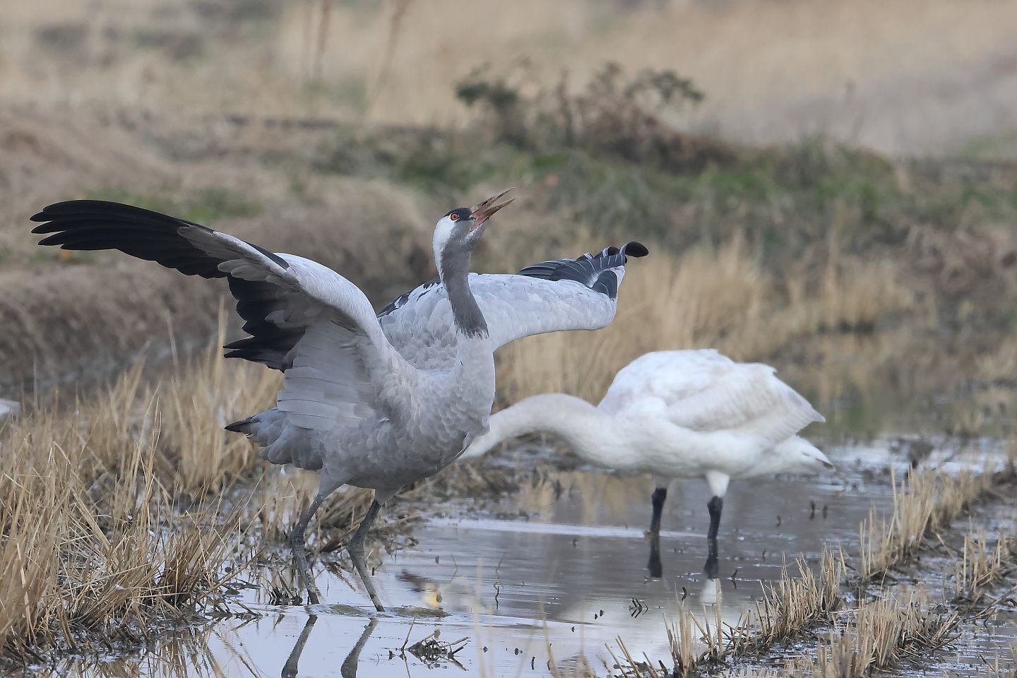 t_クロヅル20250124_02