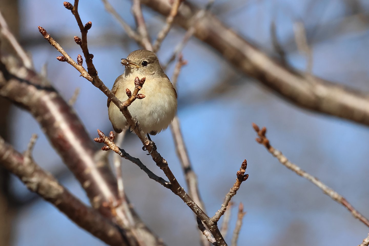 t_オジロビタキ20250211_02_2