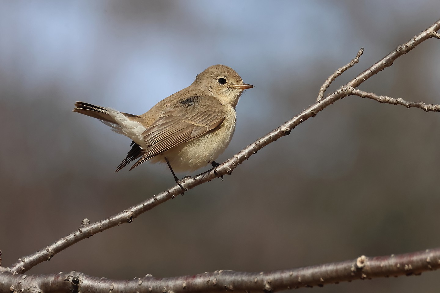 t_オジロビタキ20250213_02_2