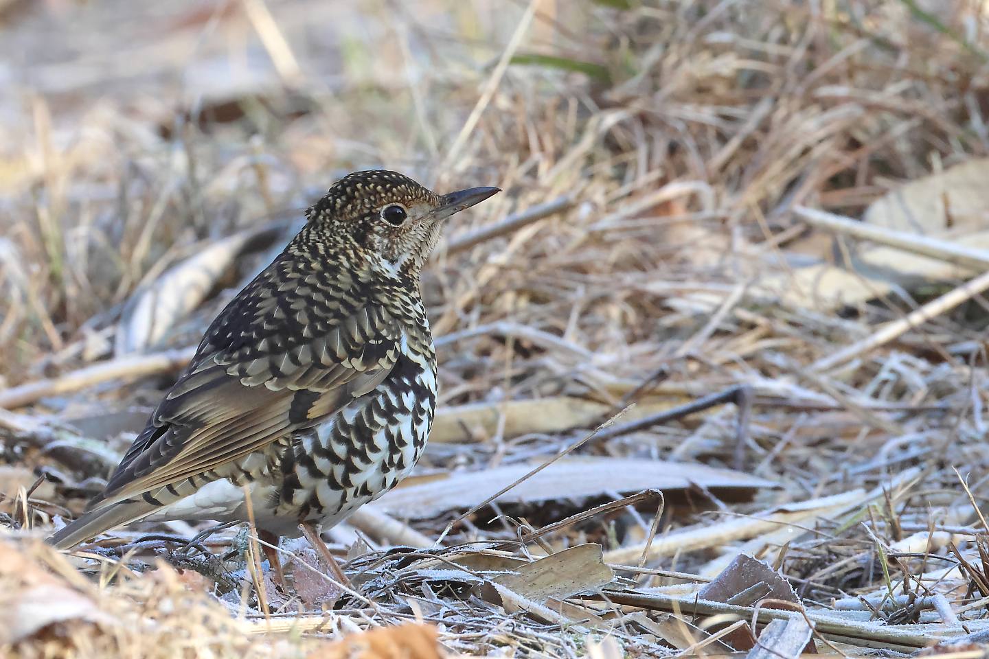 t_トラツグミ20250223_01_2