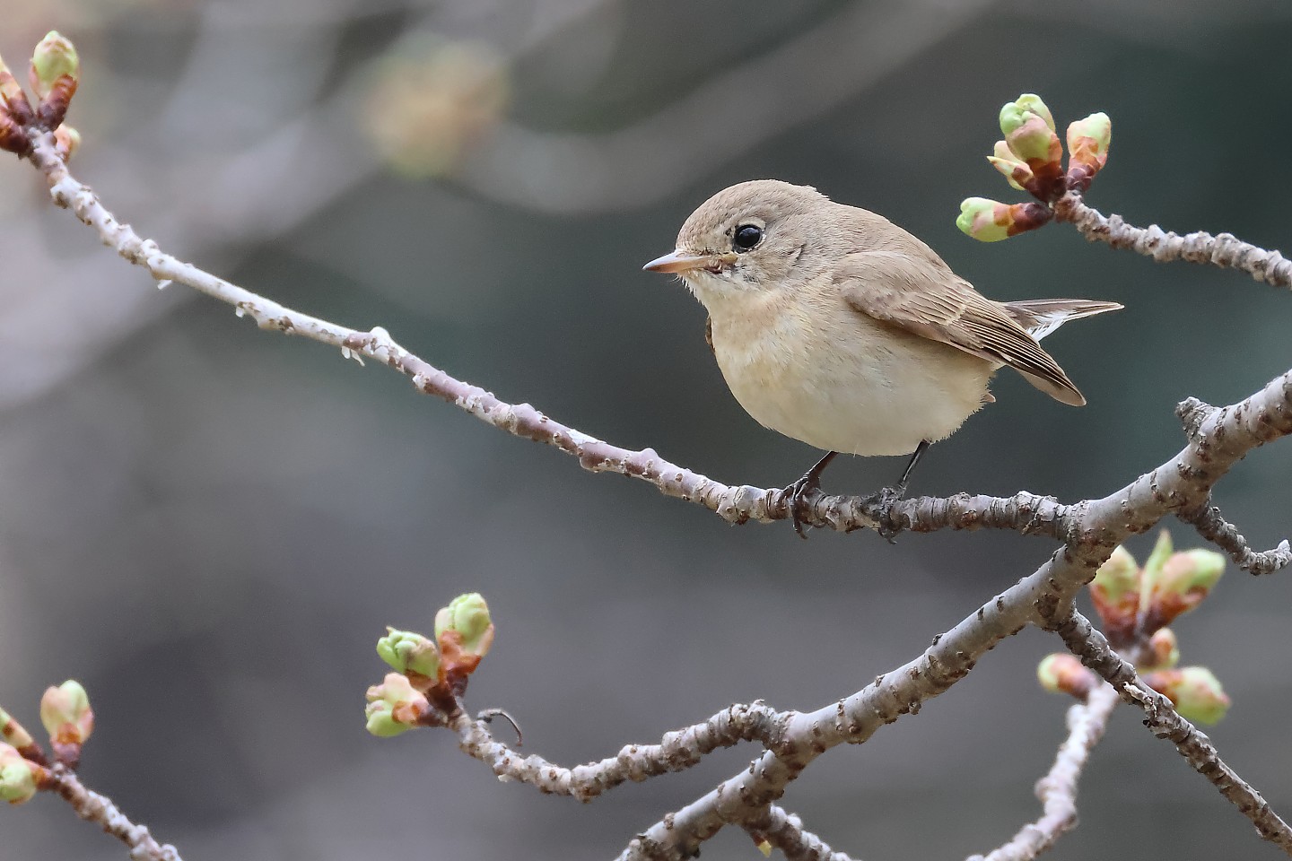 t_オジロビタキ20250228_01