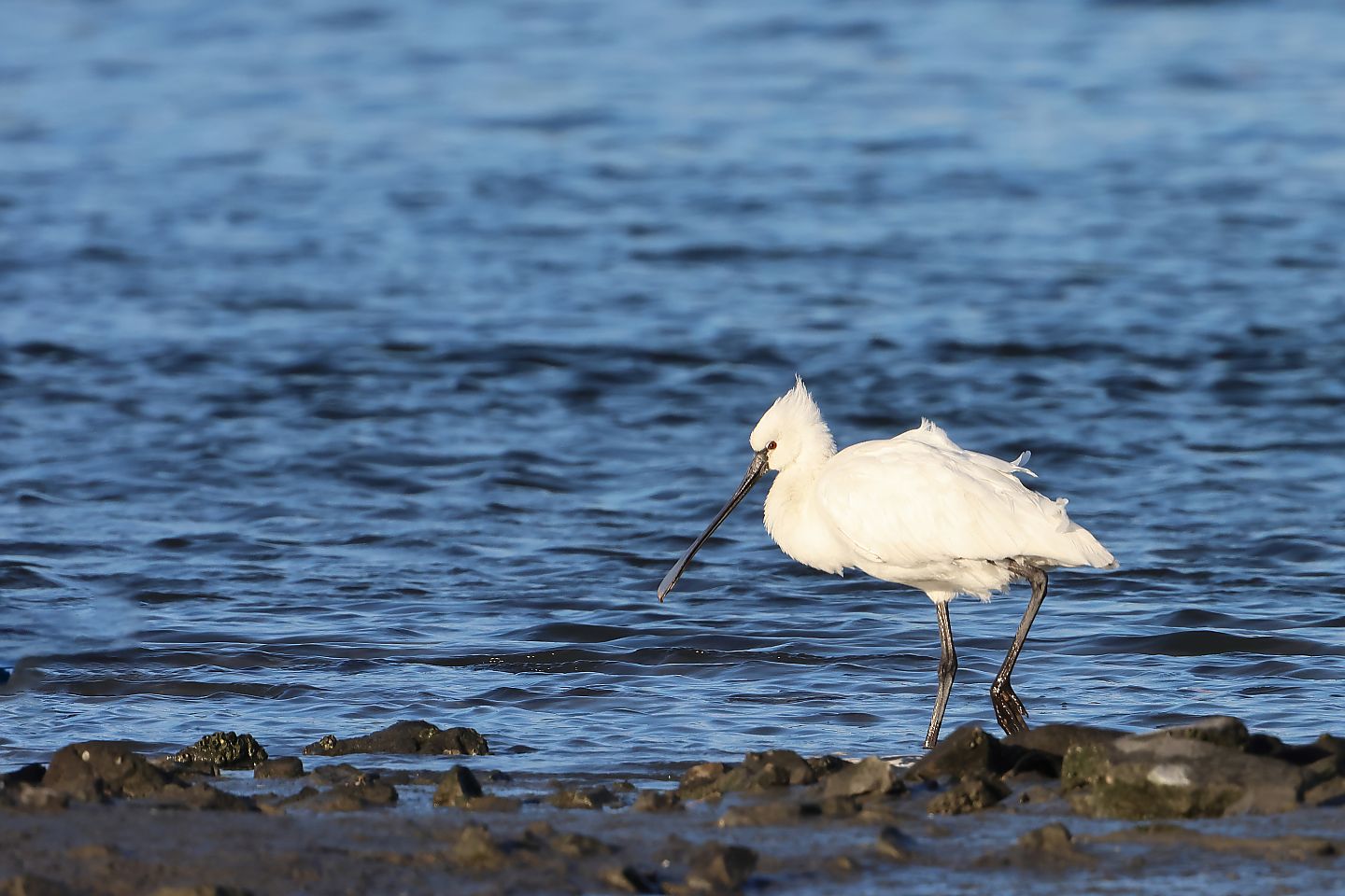 t_ヘラサギ20250309_01