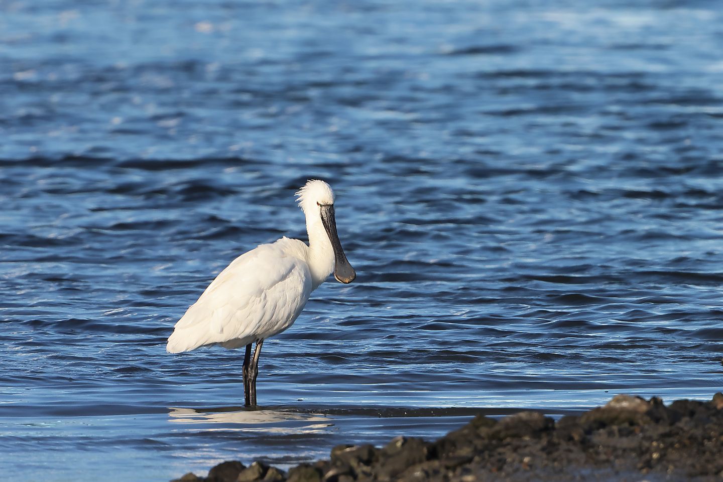 t_ヘラサギ20250309_02