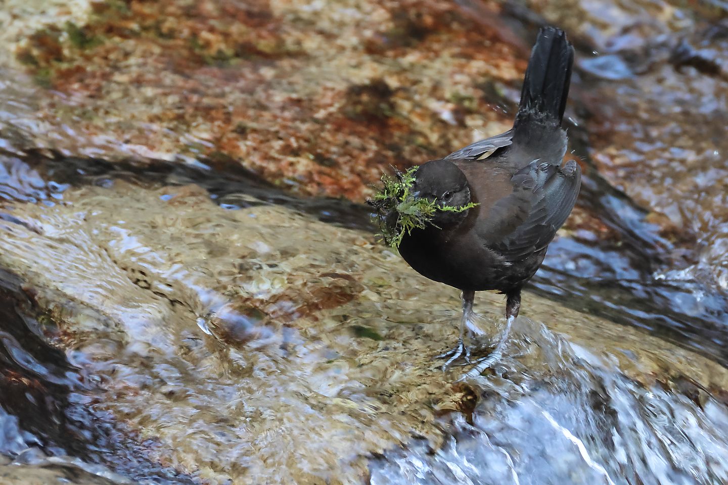 t_カワガラス20250322_03_2