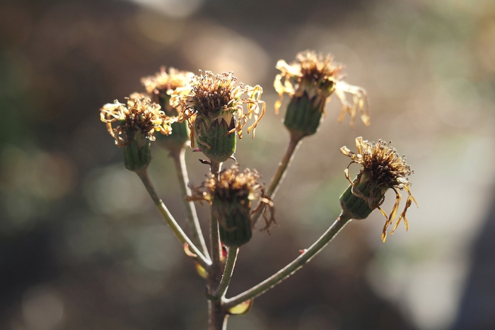 547_03EF3_250118 001a