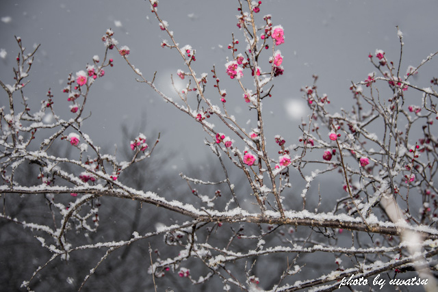 雪紅梅 (2)