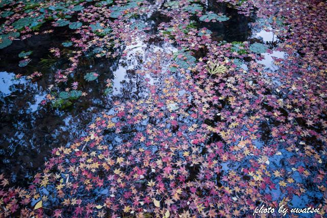 満願寺もみじ (2)