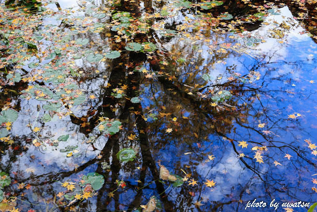 満願寺もみじ (4)