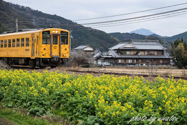 菜花列車 (3)