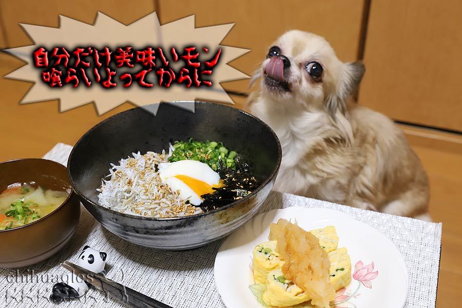 悟る犬と悟らぬ犬と