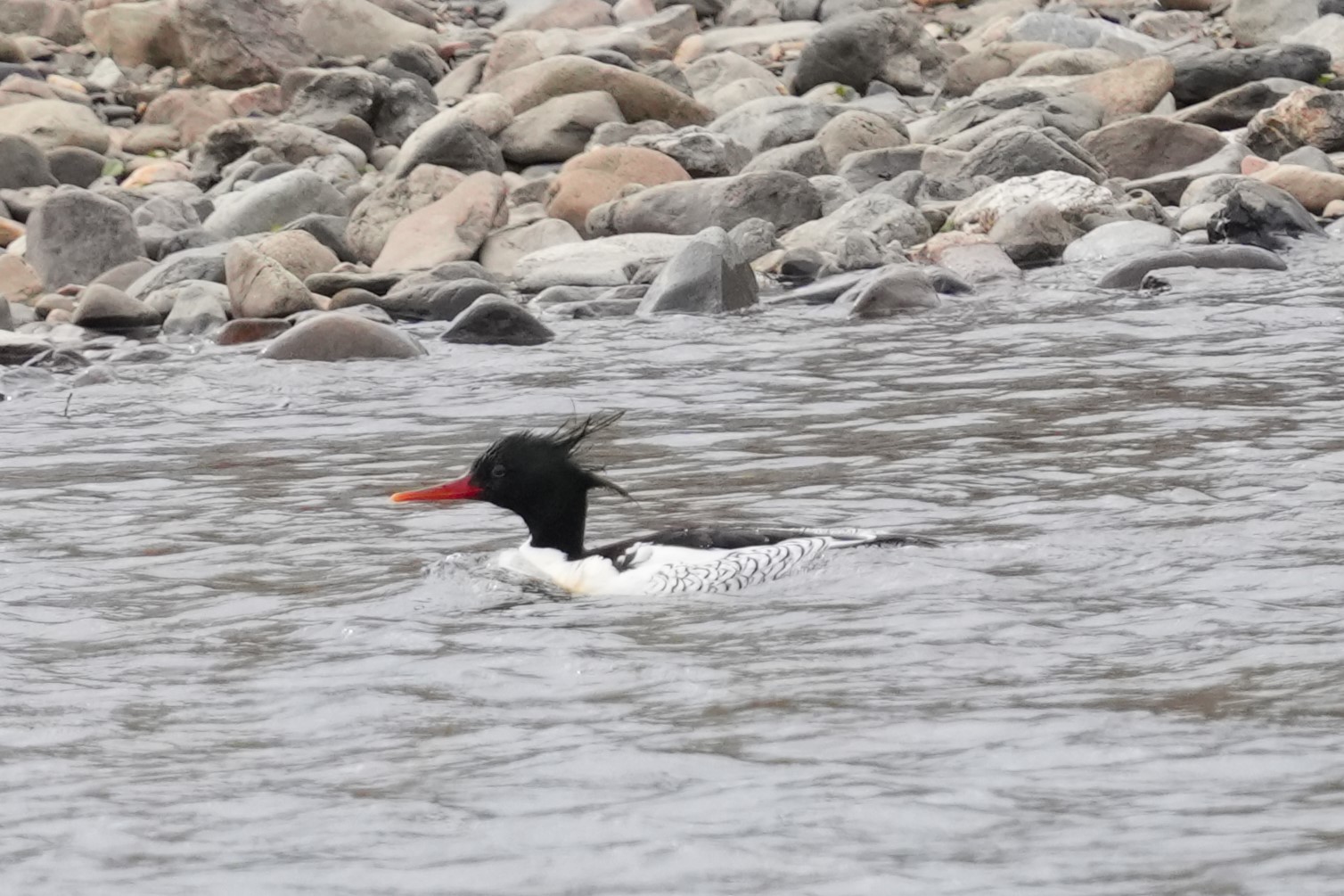 DSC02527コウライアイサ