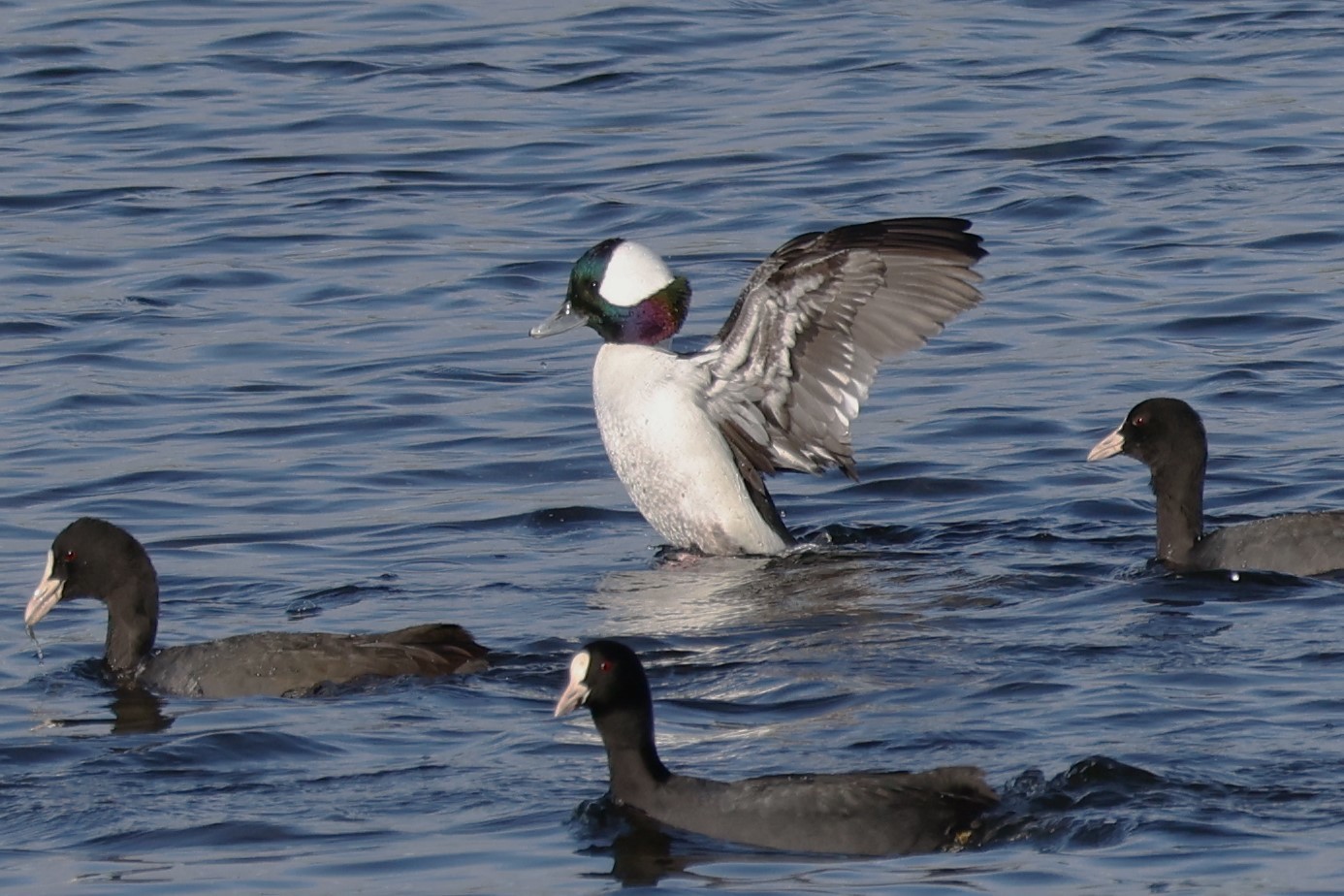 ヒメハジロパタパタ