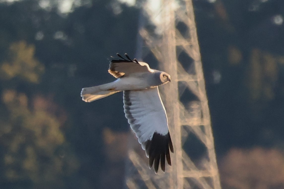 6P8A2517これが一番ピントあってるかも 1609ハイチュウ