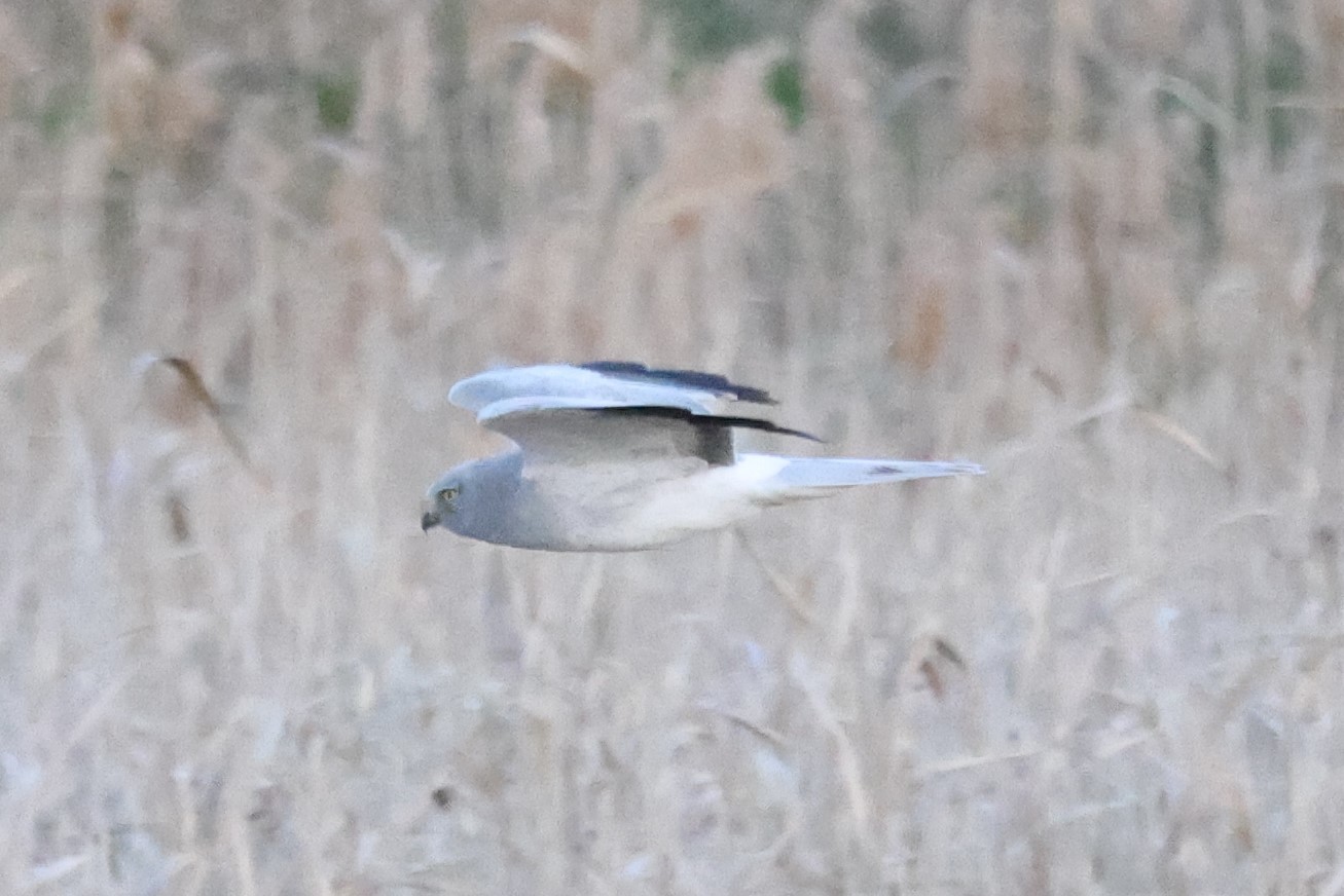 6P8A27981622 ハイチュウ