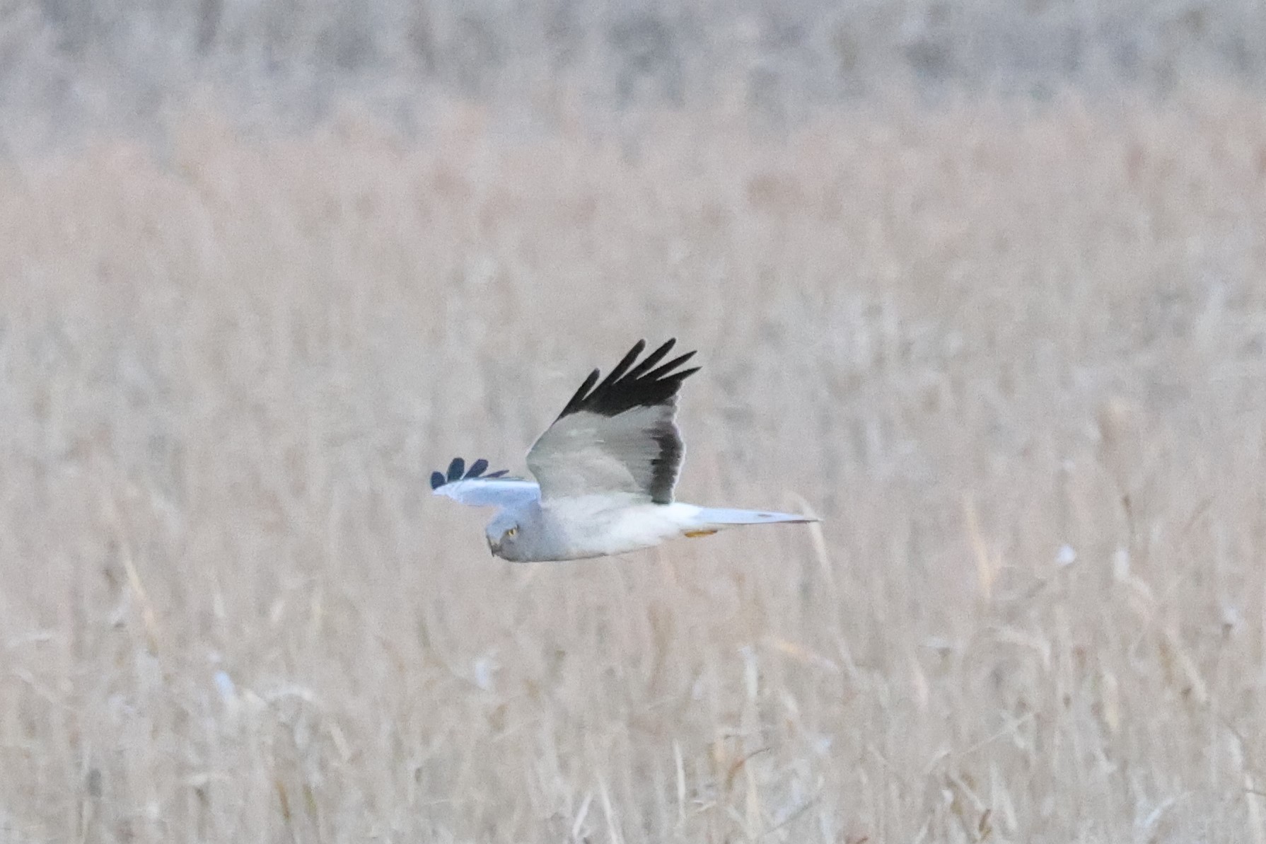 6P8A2759 1622ハイチュウ