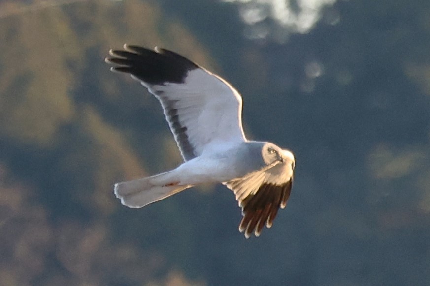 6P8A2512 1609 ではこれが一番ハイチュウ