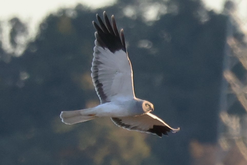 6P8A2515 これもよいハイチュウ 1609