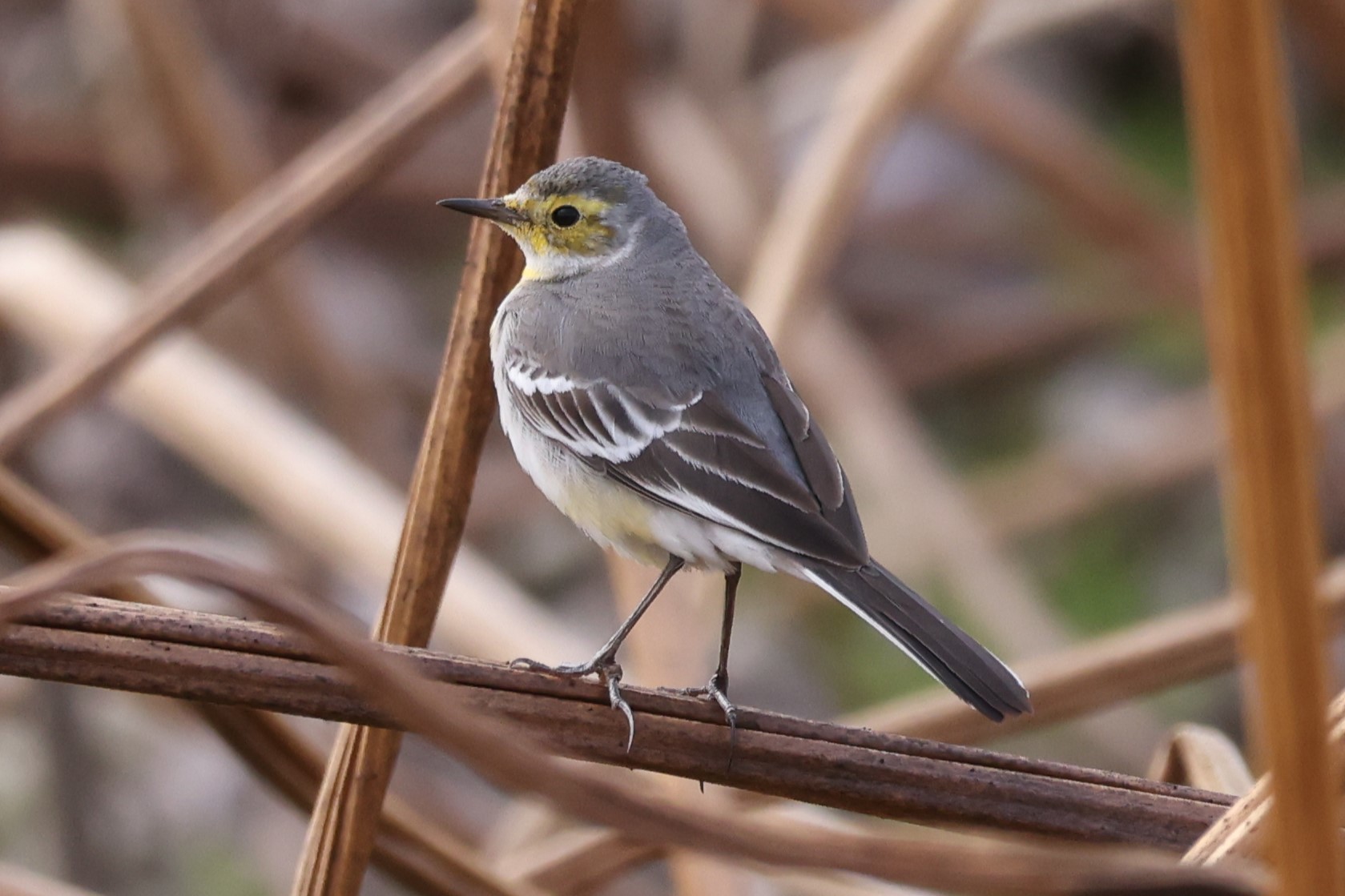 6P8A6196キガシラセキレイ