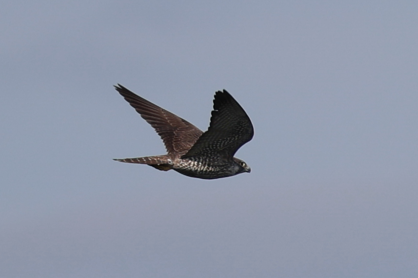 0G3A0406ハヤブサ