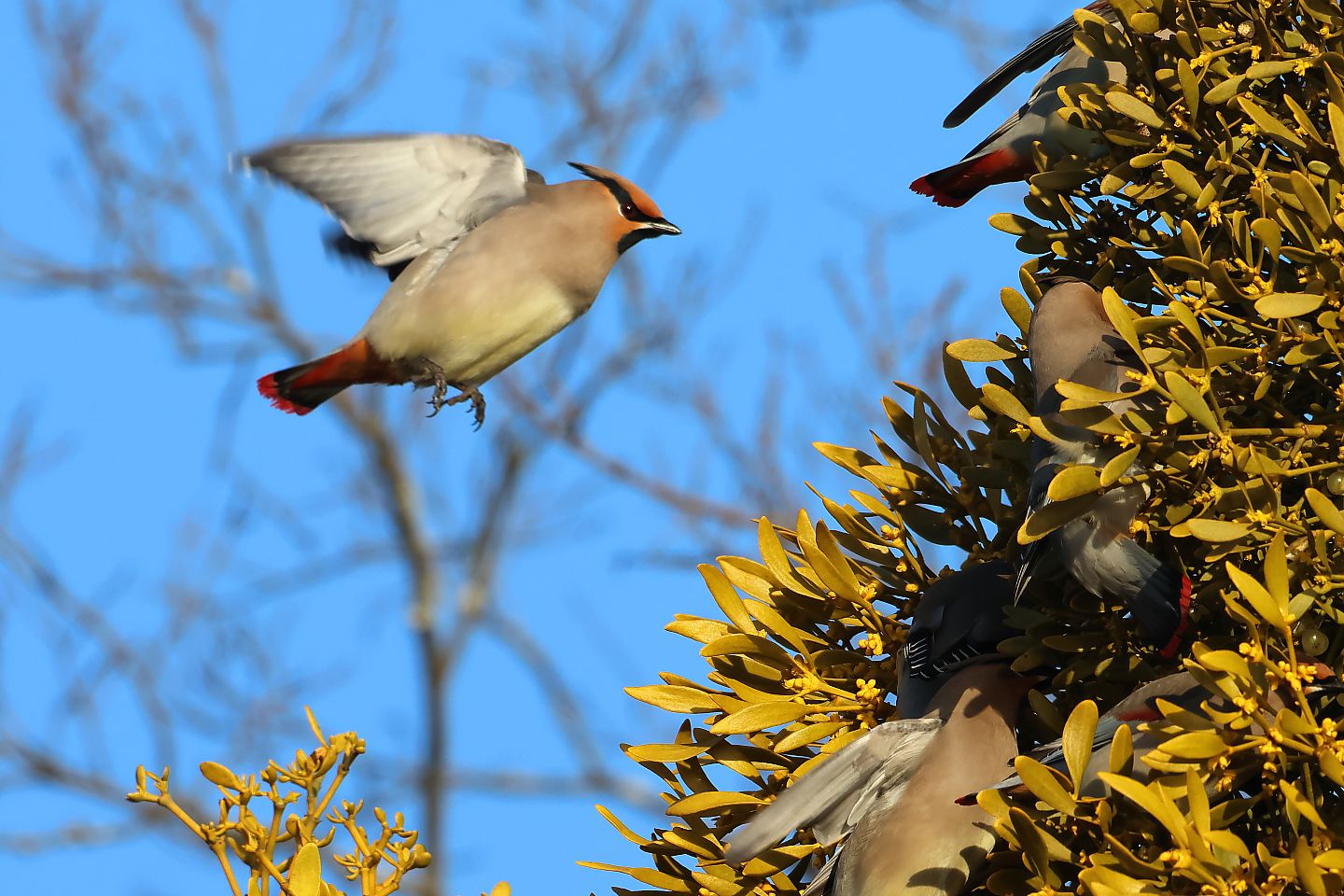 t_ヒレンジャク20230227_02_2