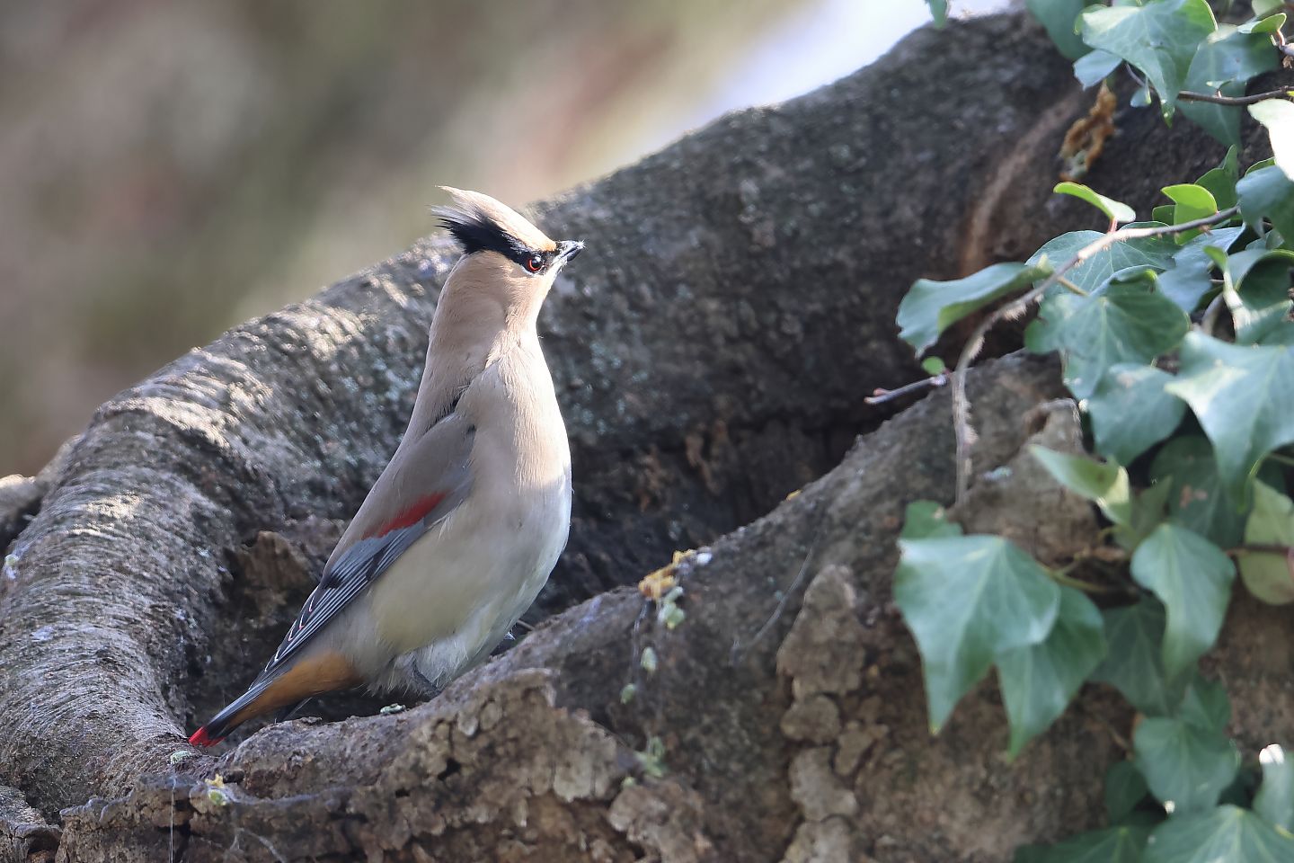 t_ヒレンジャク20230309_02