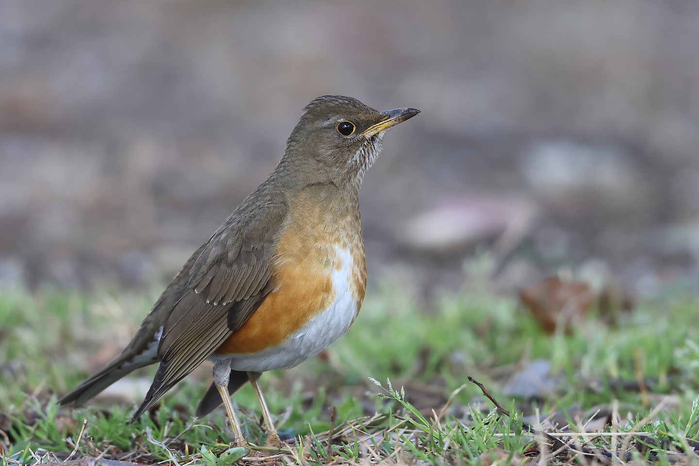 t_アカハラ20230319_01