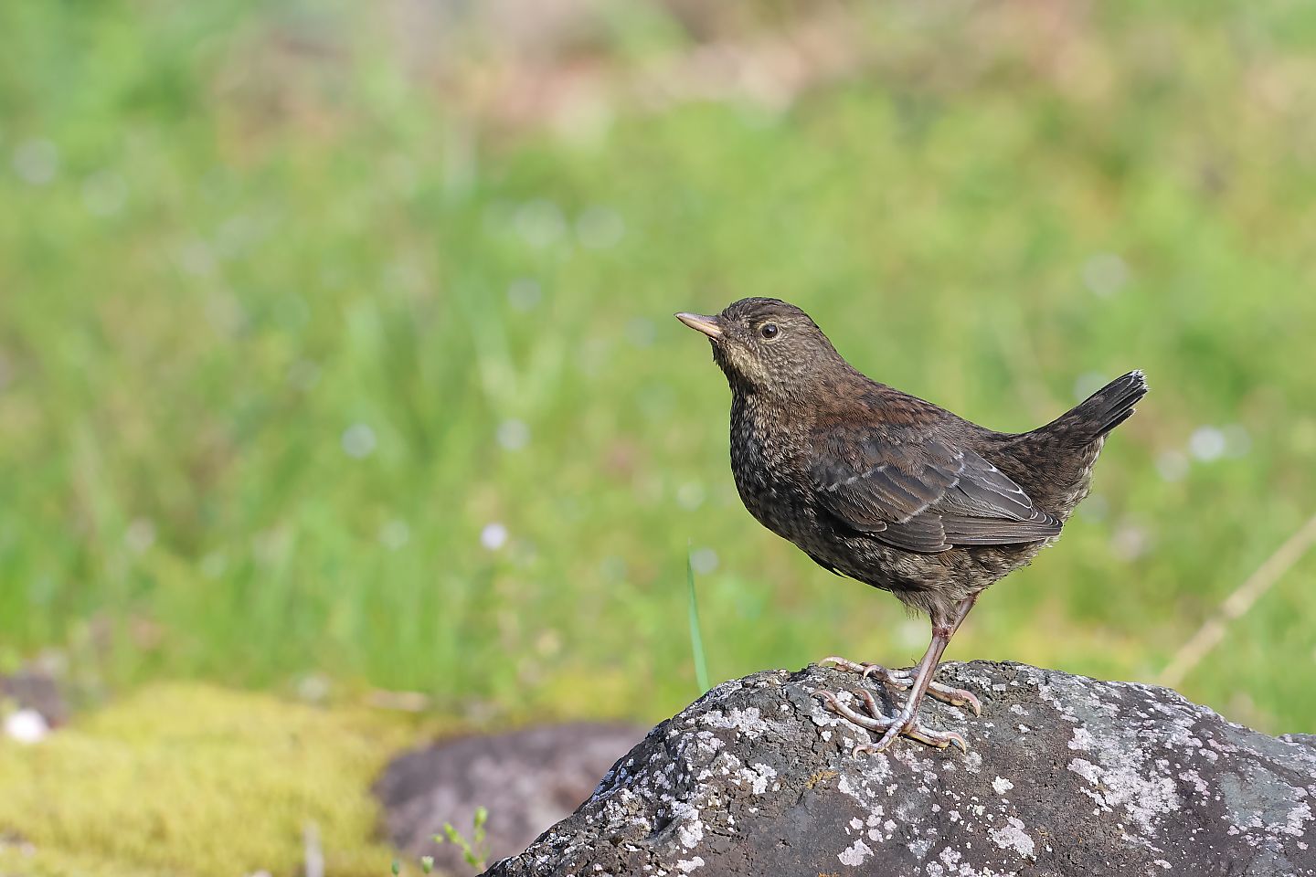 t_カワガラス20230329_05