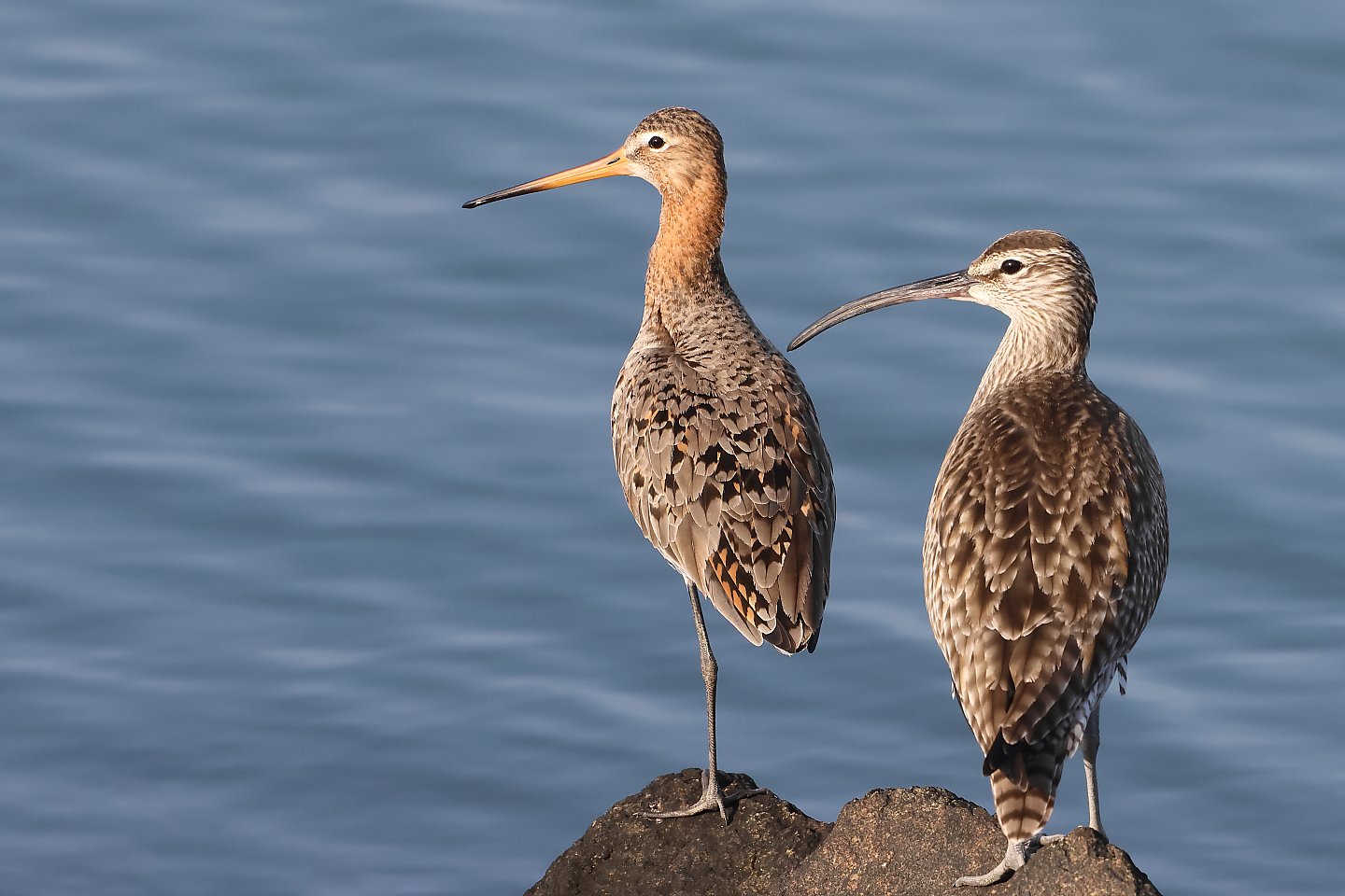 t_オグロシギ20230504_02