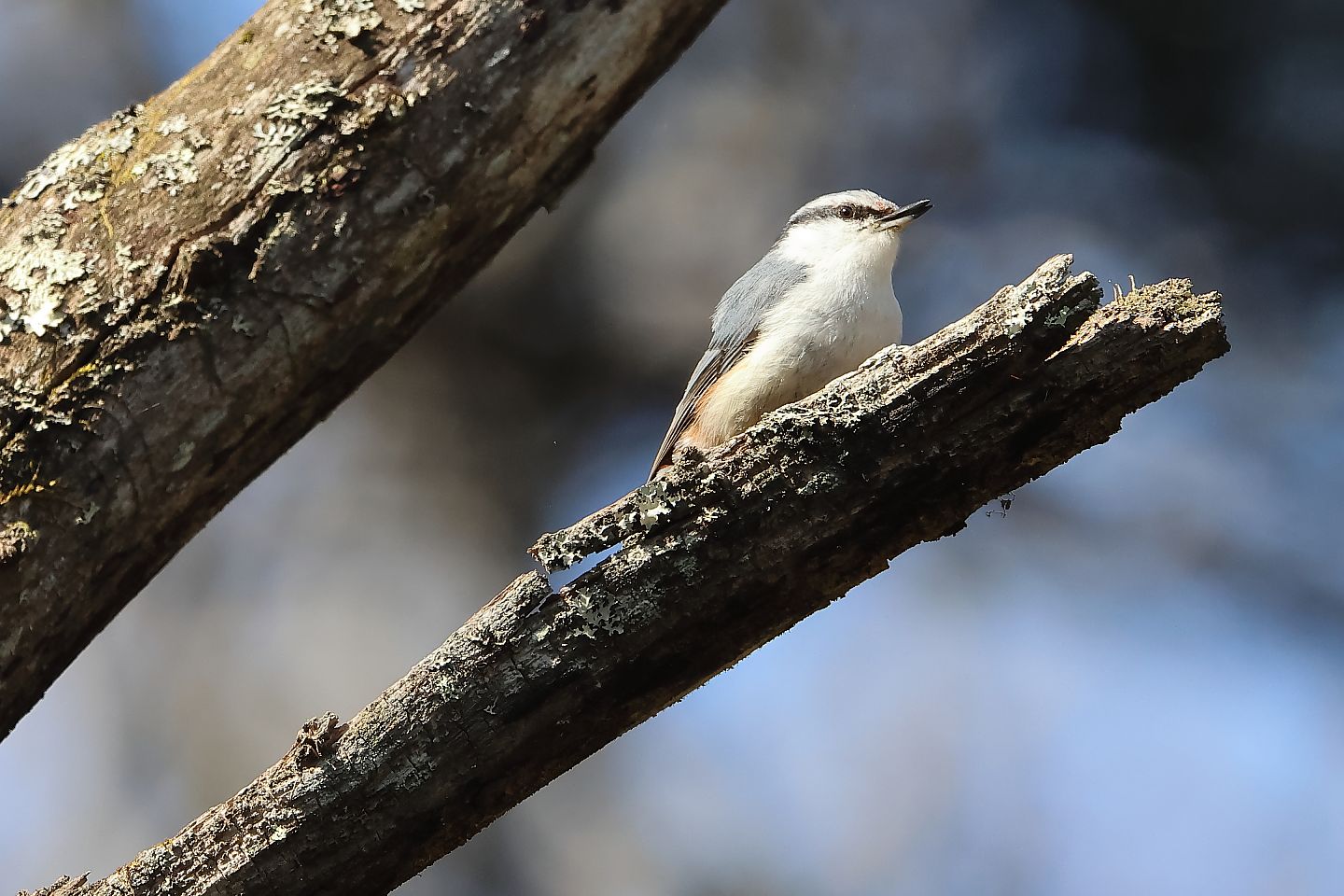 t_ゴジュウカラ20230510_01