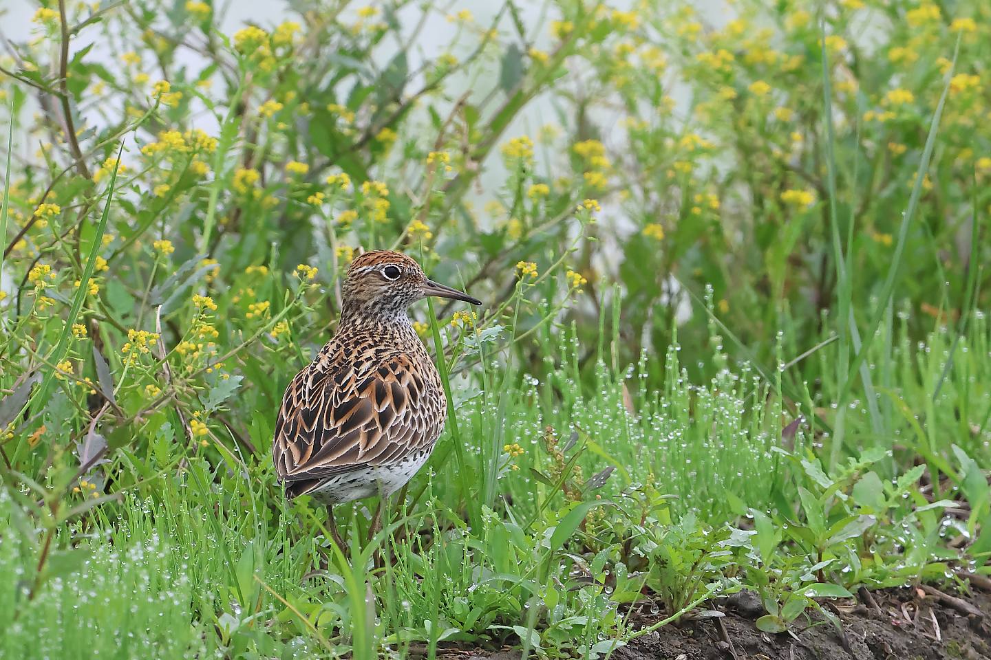 t_ウズラシギ20230515_01