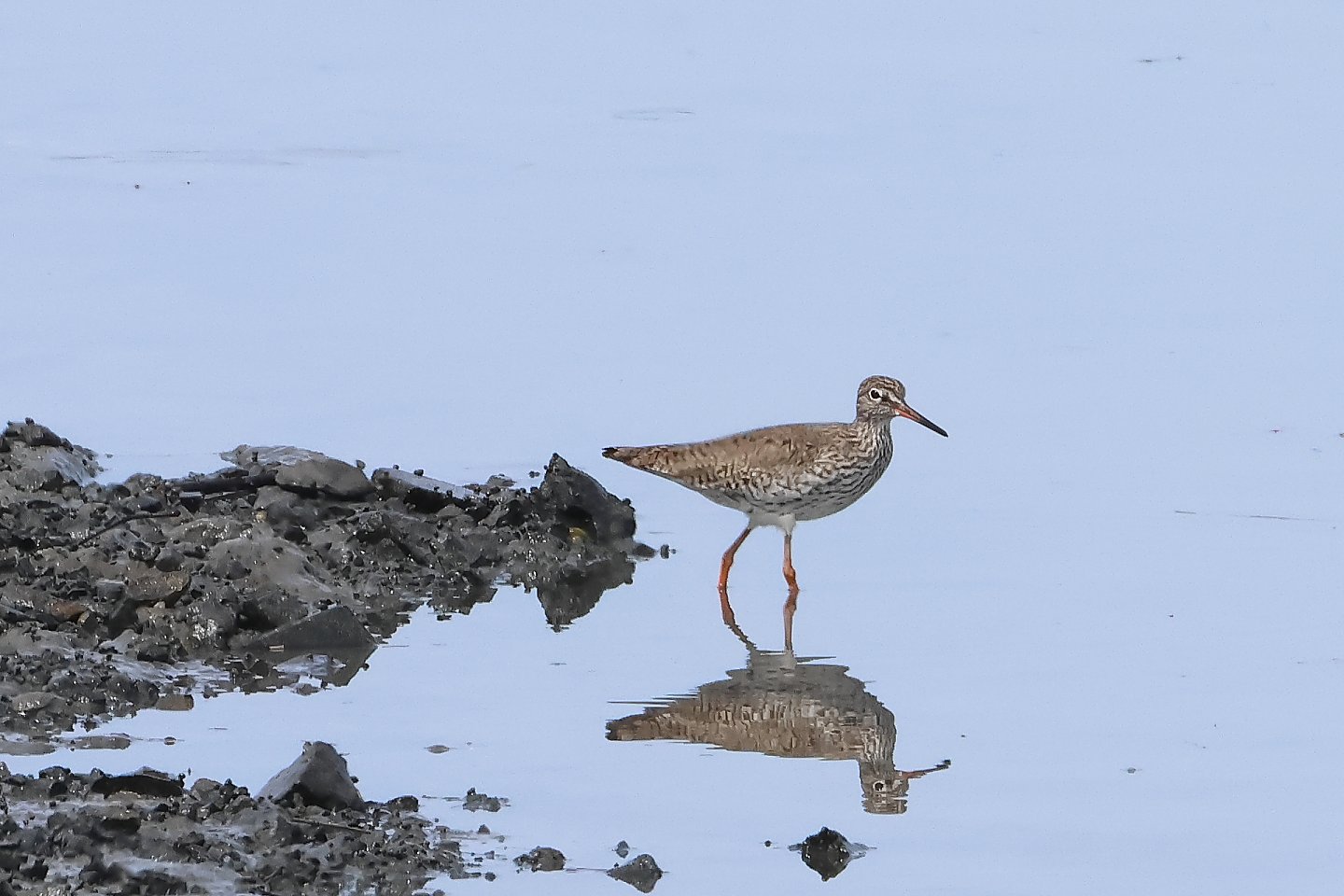 t_アカアシシギ20230521_01