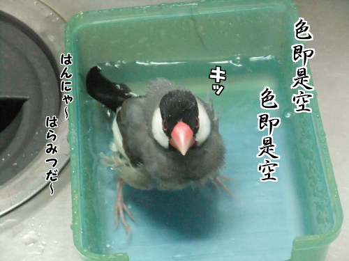 ケデコ入院と色即是空8-色即是空