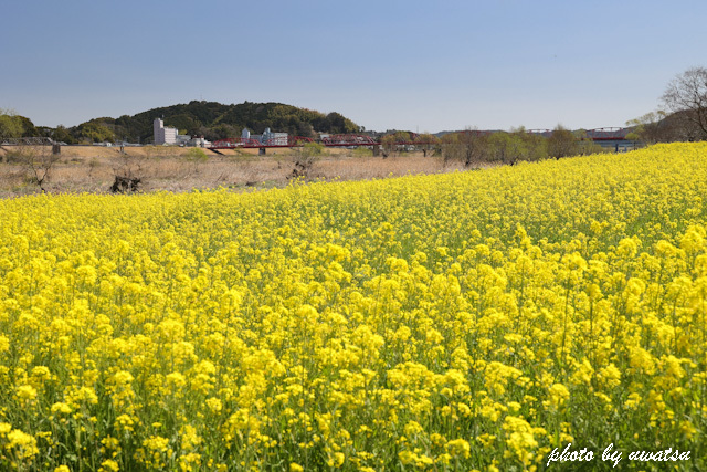 四万十川菜の花 (1)