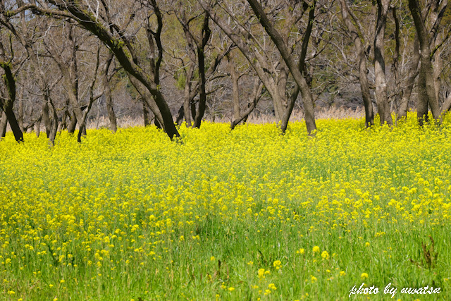 四万十川菜の花 (3)