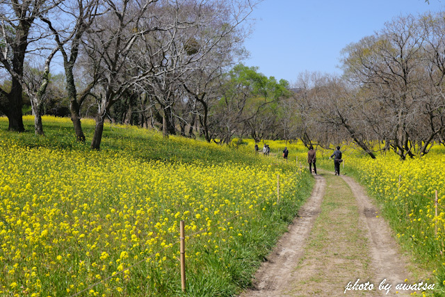 四万十川菜の花 (4)