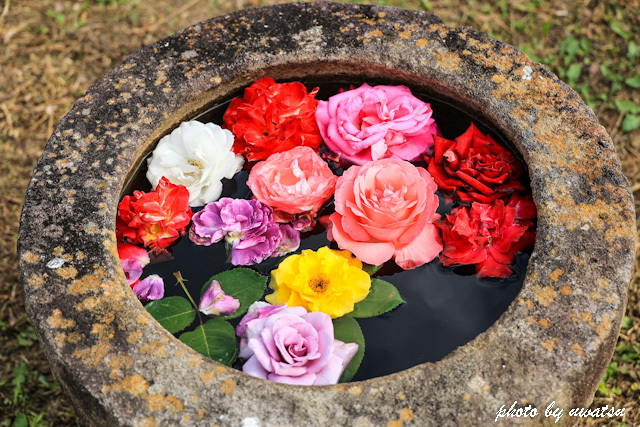 はっかいバラ園 (2)