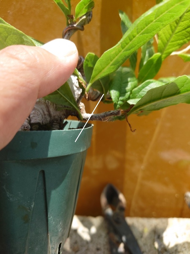 06ヒメコブシ (7) (カスタム)