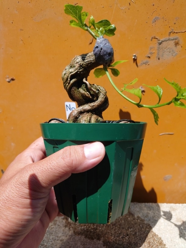 02ニオイカエデ (1) - コピー